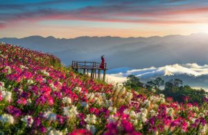 Valley-Of-Flowers