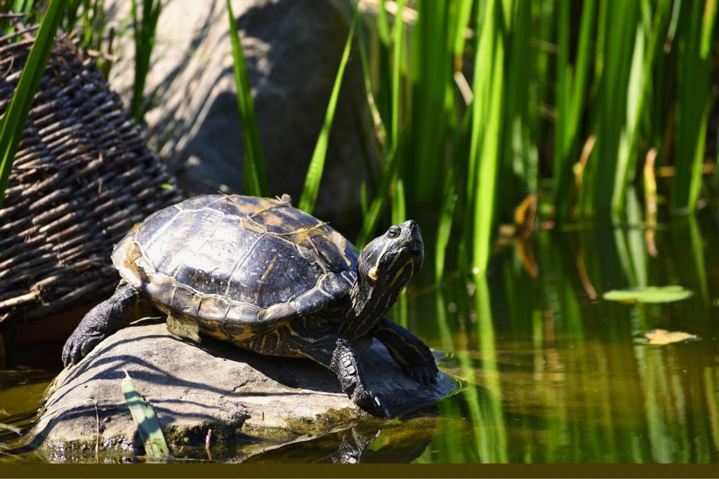 Tortuguero-National-Park