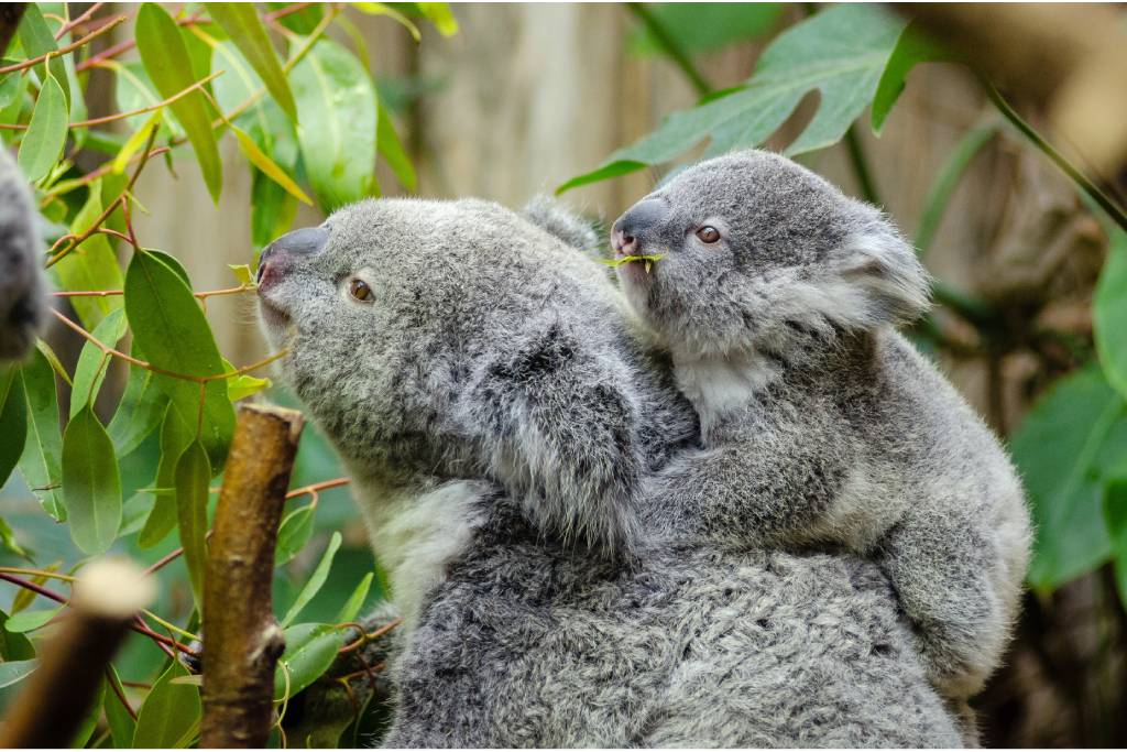 Australian-Wildlife