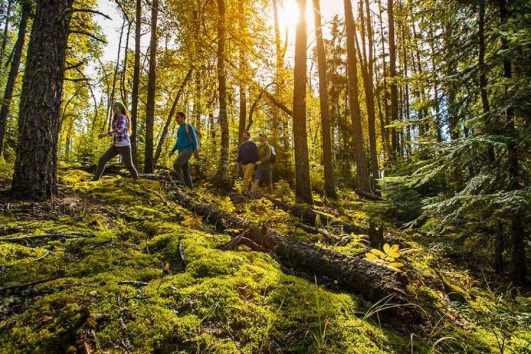 Prince-Albert-forest