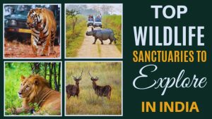 GIR, BANDHAVGARH, KAZIRANGA, JIM CORBETT, RANTHAMBORE, WILDLIFE SANCTUARY