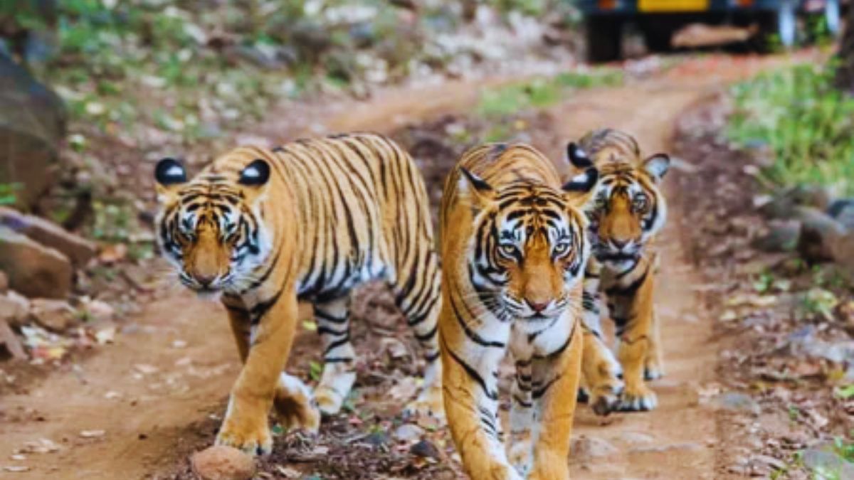 Pench National Park, Madhya Pradesh, Tiger, Seoni, Nagpur, Safari