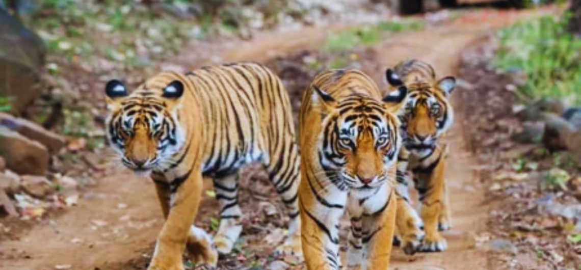 Pench National Park, Madhya Pradesh, Tiger, Seoni, Nagpur, Safari