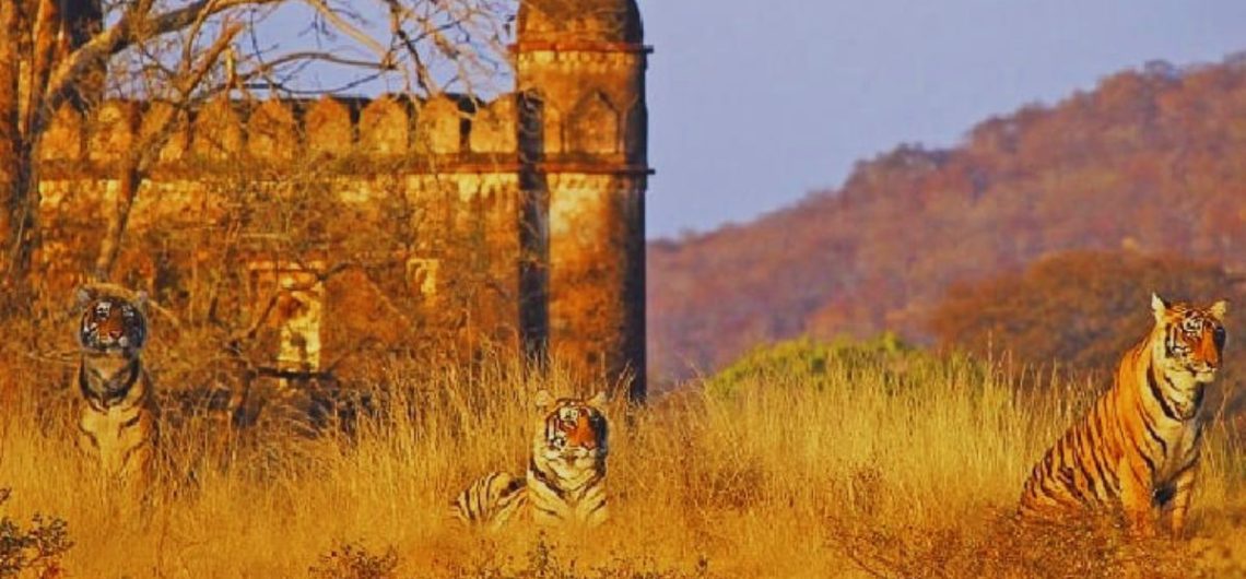 national parks in Rajasthan, wildlife sanctuaries in Rajasthan, Ranthambore National Park, Sariska Tiger Reserve, Keoladeo National Park, Bharatpur Bird Sanctuary, Desert National Park, Kumbhalgarh Wildlife Sanctuary, Rajasthan wildlife tourism, tiger safari Rajasthan, birdwatching in Rajasthan, best time to visit Rajasthan parks, wildlife in Rajasthan, eco tourism Rajasthan, nature travel Rajasthan, Rajasthan travel guide
