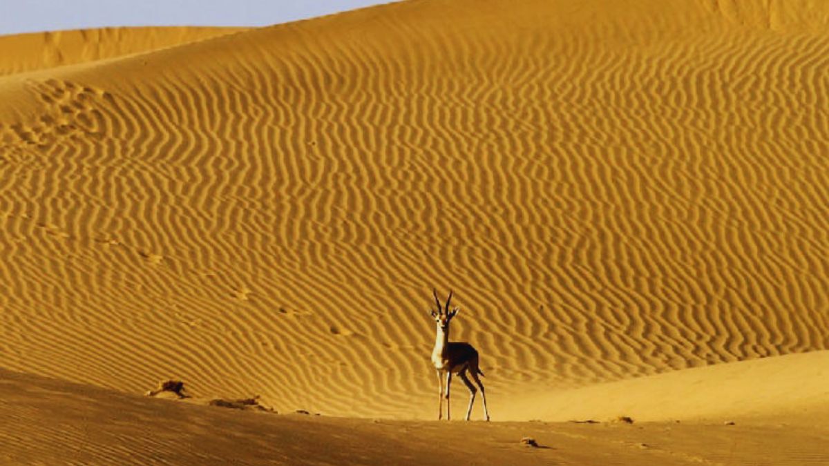 national parks in Rajasthan, wildlife sanctuaries in Rajasthan, Ranthambore National Park, Sariska Tiger Reserve, Keoladeo National Park, Bharatpur Bird Sanctuary, Desert National Park, Kumbhalgarh Wildlife Sanctuary, Rajasthan wildlife tourism, tiger safari Rajasthan, birdwatching in Rajasthan, best time to visit Rajasthan parks, wildlife in Rajasthan, eco tourism Rajasthan, nature travel Rajasthan, Rajasthan travel guide