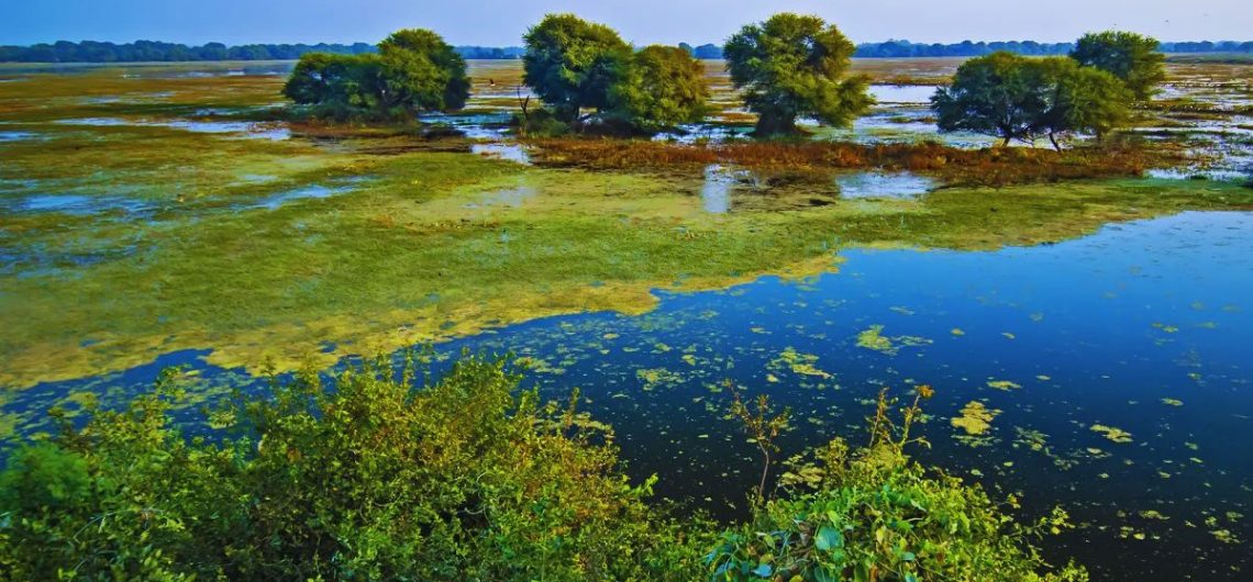 birdwatching lakes in India, best bird sanctuaries India, Chilika Lake birds, Nal Sarovar Gujarat, Keoladeo National Park Bharatpur, Loktak Lake Manipur, Deepor Beel Assam, Sambhar Lake flamingos, Pulicat Lake Andhra Pradesh, Kolleru Lake birds, Pong Dam Lake Himachal, Tso Moriri Ladakh birds, migratory birds in India, birdwatching destinations India