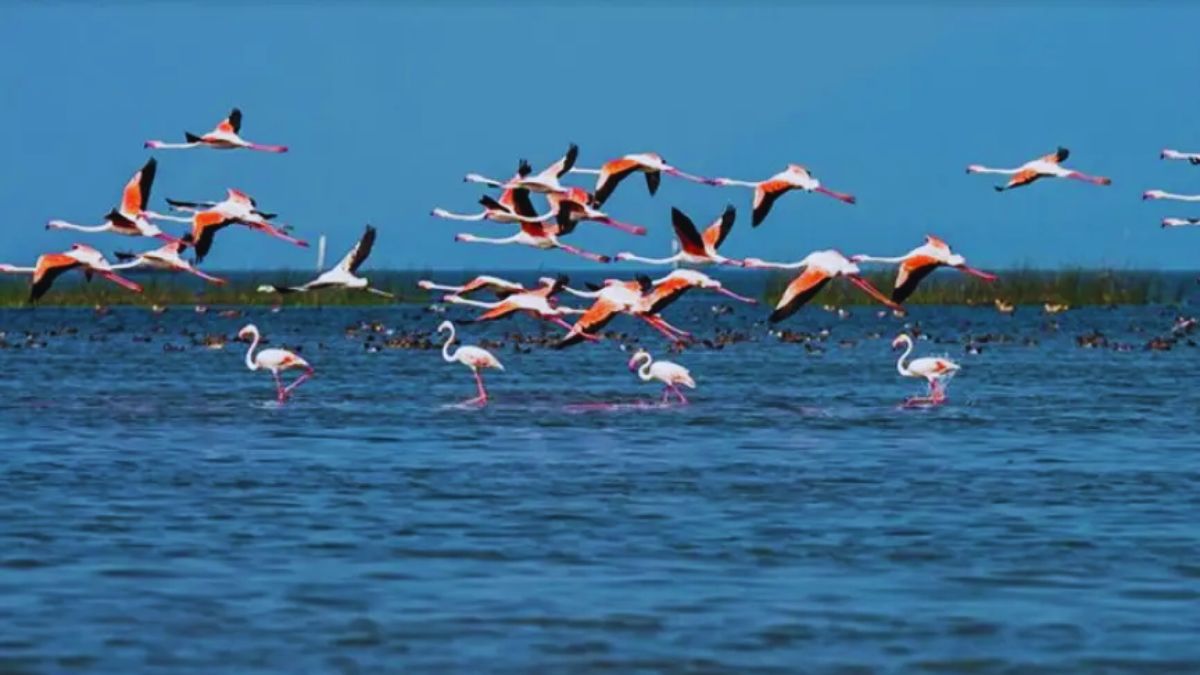 birdwatching lakes in India, best bird sanctuaries India, Chilika Lake birds, Nal Sarovar Gujarat, Keoladeo National Park Bharatpur, Loktak Lake Manipur, Deepor Beel Assam, Sambhar Lake flamingos, Pulicat Lake Andhra Pradesh, Kolleru Lake birds, Pong Dam Lake Himachal, Tso Moriri Ladakh birds, migratory birds in India, birdwatching destinations India