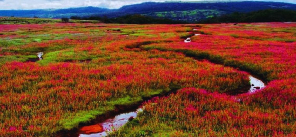 flower valleys in India, Valley of Flowers Uttarakhand, Kaas Plateau Satara, Yumthang Valley Sikkim, Dzukou Valley Nagaland, Munnar Valley Kerala, best natural destinations India, eco-tourism India, wildflower valleys, nature travel India, Neelakurinji flower, rhododendron valley, Indian travel guide, best time to visit Valley of Flowers