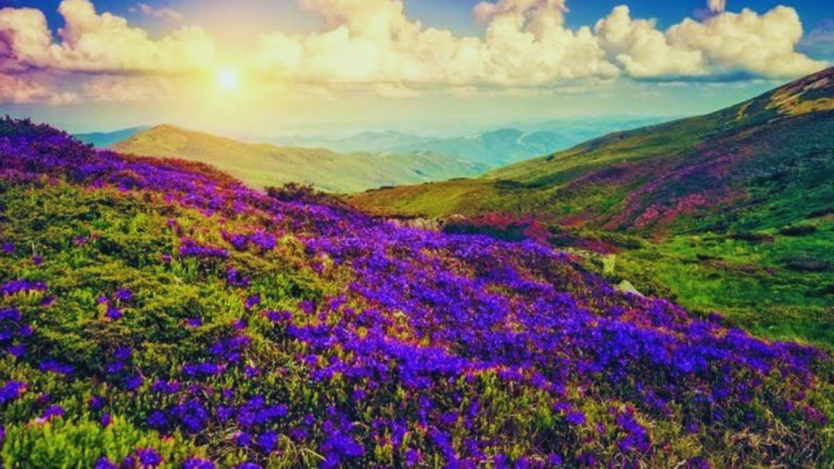 flower valleys in India, Valley of Flowers Uttarakhand, Kaas Plateau Satara, Yumthang Valley Sikkim, Dzukou Valley Nagaland, Munnar Valley Kerala, best natural destinations India, eco-tourism India, wildflower valleys, nature travel India, Neelakurinji flower, rhododendron valley, Indian travel guide, best time to visit Valley of Flowers