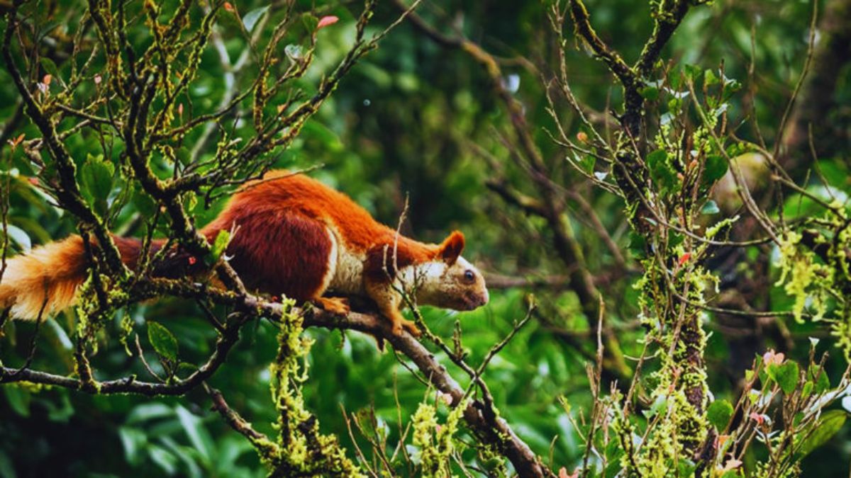 night safari in India, Satpura National Park night safari, Pench night safari, Bhimashankar fireflies, bioluminescent trails India, Mhadei Wildlife Sanctuary Goa, Sundarbans night boat safari, best wildlife experiences India, nocturnal wildlife India, night tourism India