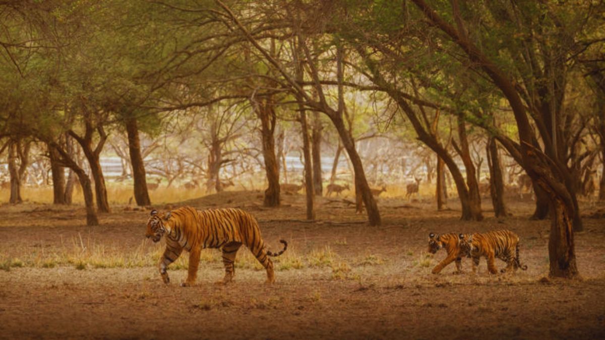 night safari in India, Satpura National Park night safari, Pench night safari, Bhimashankar fireflies, bioluminescent trails India, Mhadei Wildlife Sanctuary Goa, Sundarbans night boat safari, best wildlife experiences India, nocturnal wildlife India, night tourism India