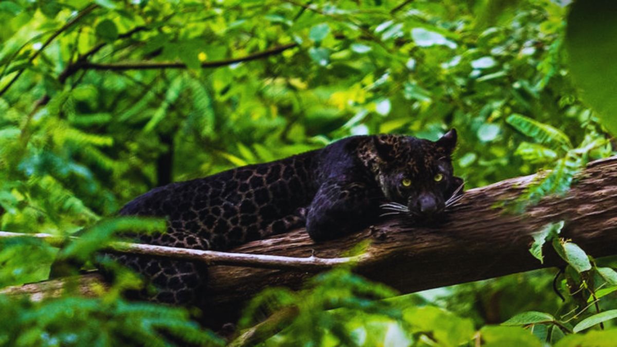 night safari in India, Satpura National Park night safari, Pench night safari, Bhimashankar fireflies, bioluminescent trails India, Mhadei Wildlife Sanctuary Goa, Sundarbans night boat safari, best wildlife experiences India, nocturnal wildlife India, night tourism India